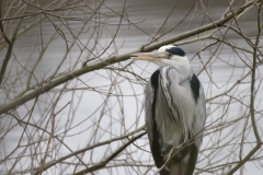 Heron