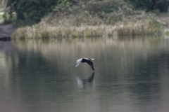 Heron in Flight