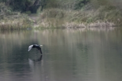 Heron in Flight