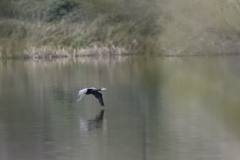 Heron in Flight