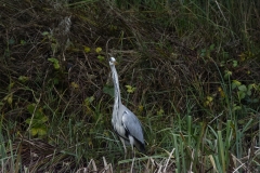 Heron