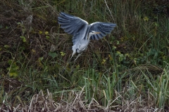 Heron in Flight