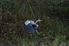 Heron in Flight