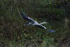 Heron in Flight