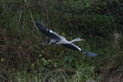 Heron in Flight