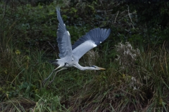 Heron in Flight