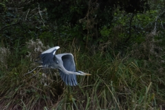 Heron in Flight