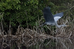 Heron in Flight