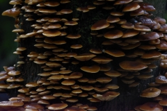 Fungus