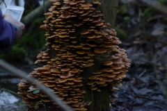 Fungus