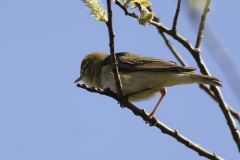 Willow Warbler Side View on Branch