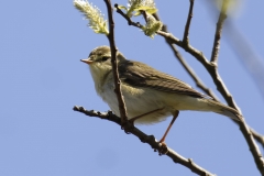 Willow Warbler Side View on Branch