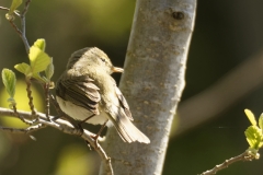 ChiffChaff Back View on Branch