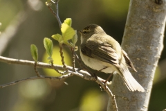 ChiffChaff Back View on Branch