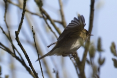 ChiffChaff Side View in Flight