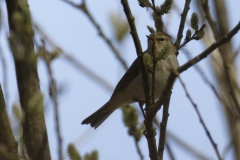 ChiffChaff Front View on Branch