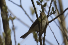 ChiffChaff Front View on Branch