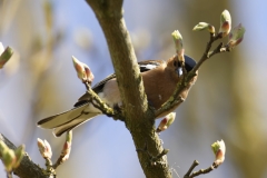 Male Chaffinch Front View on Branch