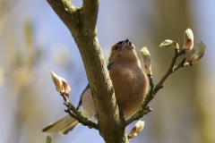 Male Chaffinch Front View on Branch