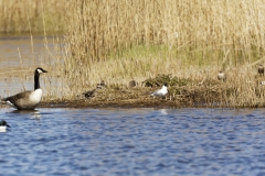 Canada Goose and many others Ducks