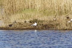 Black Headed Gull and many Ducks