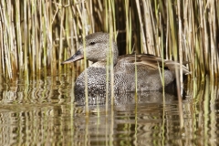 Male Gadwall Side View on water in Reeds