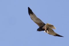 Male Marsh Harrier Back View with Legs Down in Flight