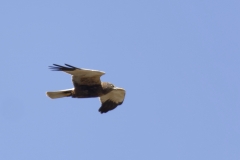 Male Marsh Harrier Side View in Flight