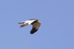 Male Marsh Harrier Side View in Flight