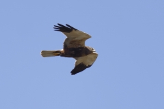 Male Marsh Harrier Side View in Flight