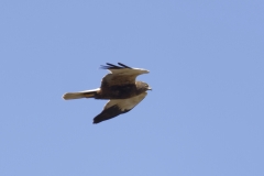 Male Marsh Harrier Side View in Flight