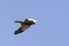 Male Marsh Harrier Side View in Flight