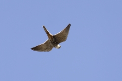 Hobby Underneath View in Flight