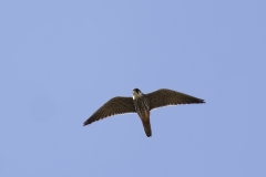 Hobby Underneath View in Flight