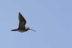 Snipe Side View in Flight