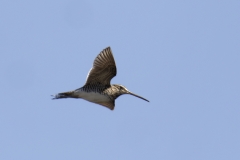 Snipe Side View in Flight