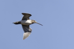 Snipe Side View in Flight