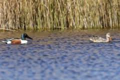 Male and Female Shovelers Side View on Lake