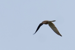 Male Kestrel Back View in Flight