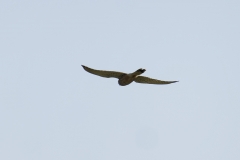 Male Kestrel Back View in Flight