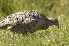 Female Pheasant Side View in Field