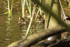 Mallard Duck Chicks on Pond