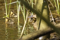 Mallard Duck Chicks on Pond