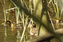 Mallard Duck Chicks on Pond