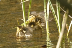 Mallard Duck Chicks on Pond