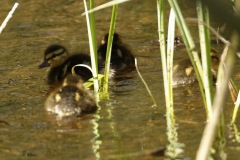 Mallard Duck Chicks on Pond