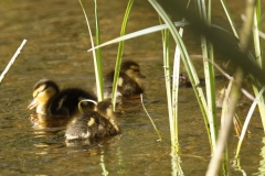 Mallard Duck Chicks on Pond