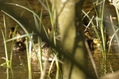 Mallard Duck Chicks on Pond