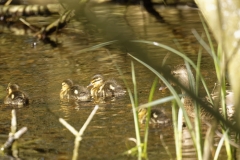 Mallard Duck Chicks on Pond