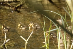 Mallard Duck Chicks on Pond